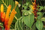 Enlarged Image of 'Sanchezia parvibracteata'