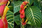 Enlarged Image of 'Sanchezia speciosa'