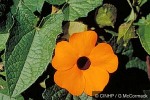 Enlarged Image of 'Thunbergia alata'