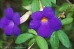 Enlarged Image of 'Thunbergia erecta'