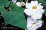 Enlarged Image of 'Thunbergia grandiflora'