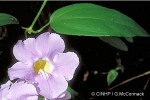 Enlarged Image of 'Thunbergia laurifolia'
