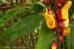 Enlarged Image of 'Thunbergia mysorensis'