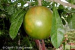 Enlarged Image of 'Crescentia cujete'