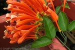 Enlarged Image of 'Pyrostegia venusta'