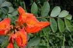 Enlarged Image of 'Spathodea campanulata'