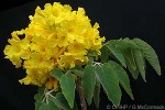Enlarged Image of 'Tabebuia donnell-smithii'