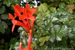 Enlarged Image of 'Tecomaria capensis'