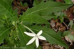 Enlarged Image of 'Hippobroma longiflora'