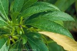 Enlarged Image of 'Sclerotheca viridiflora'
