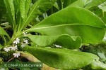 Enlarged Image of 'Scaevola taccada'