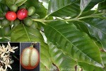 Enlarged Image of 'Coffea arabica'