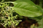 Enlarged Image of 'Coprosma laevigata'