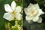 Enlarged Image of 'Gardenia augusta'