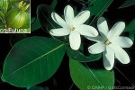 Enlarged Image of 'Gardenia taitensis'