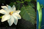 Enlarged Image of 'Gardenia thunbergia'