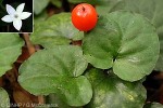 Enlarged Image of 'Geophila repens'