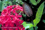Enlarged Image of 'Ixora coccinea'