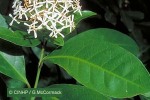 Enlarged Image of 'Ixora finlaysoniana'