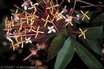 Enlarged Image of 'Ixora hookeri'