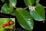 Enlarged Image of 'Ixora triflora'