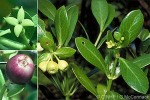 Enlarged Image of 'Kadua romanzoffiensis'
