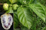 What Am I? Click to display answer!