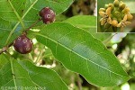 What Am I? Click to display answer!