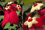 Enlarged Image of 'Mussaenda erythrophylla'