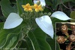 Pacific Mussaenda (Mussaenda raiateensis)