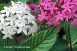 Enlarged Image of 'Pentas lanceolata'