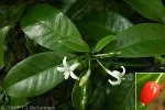 Enlarged Image of 'Psychotria whistleri'