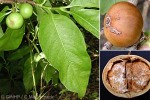 Enlarged Image of 'Vangueria madagascariensis'