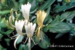 Enlarged Image of 'Lonicera japonica'