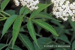 Enlarged Image of 'Sambucus mexicana'
