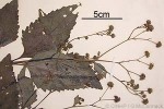 Enlarged Image of 'Adenostemma viscosum'