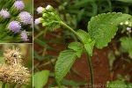 Enlarged Image of 'Ageratum conyzoides'