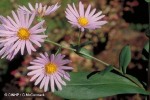 Enlarged Image of 'Aster lanceolatus'