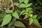 Enlarged Image of 'Bidens pilosa'