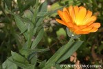 Enlarged Image of 'Calendula officinalis'