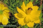 Enlarged Image of 'Cosmos sulphureus'