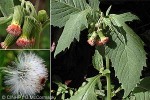 Enlarged Image of 'Crassocephalum crepidioides'