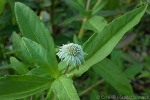 Enlarged Image of 'Eclipta prostrata'