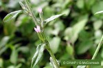 False Elephant's-foot (Elephantopus spicatus)