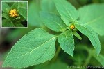Enlarged Image of 'Eleutheranthera ruderalis'