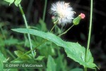 Enlarged Image of 'Emilia sonchifolia'