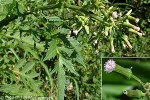 Enlarged Image of 'Erechtites valerianifolia'