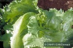 What Am I? Click to display answer!