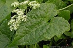 Enlarged Image of 'Mikania micrantha'
