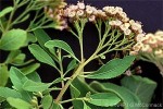 Enlarged Image of 'Pluchea X fosbergii'
